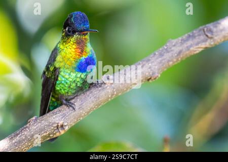 Costa Rica, Talamanca Mountains, Savegre. Kolibri (Panterpe insignis) Stockfoto