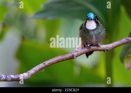 Costa Rica, Talamanca Mountains, Savegre. Weisskehlchen-Bergstein (Lampornis castaneoventris) männlich (Blauschwanz) Stockfoto
