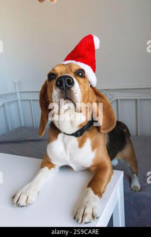 Beagle-Hund mit weihnachtsmütze Stockfoto