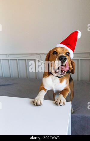 Beagle-Hund mit weihnachtsmütze Stockfoto