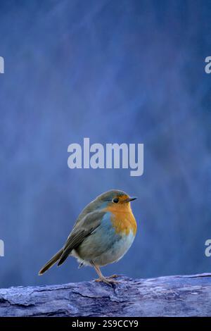 Porträt eines Quanttom-robin-Vogels, der auf einem Baumzweig steht Stockfoto