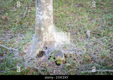 Schäden an den Raupen des Vogelkirscherbchens (Yponomeuta evonymella) Ein Vogelkirschbaum, bedeckt mit Gurten, die von Hermelinmotten geschaffen wurden. Stockfoto