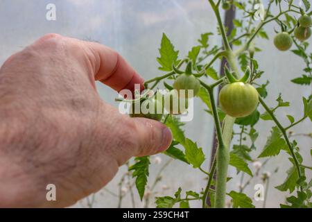 Eine kleine grüne Tomate aus einer Pflanze in einem Gewächshaus ernten Stockfoto