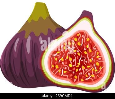 Cartoon-Illustration mit einer ganzen frischen Feige neben einer halben Feige, die ihr leuchtendes rotes Fruchtfleisch mit winzigen Samen vor einem knusprigen weißen Hintergrund zeigt Stock Vektor