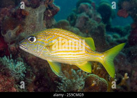 U-Boot-Details auf La Blanca Island, Veracruz Reef System, Mexiko Stockfoto