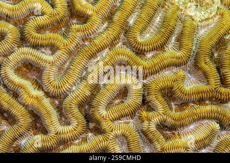 U-Boot-Details auf La Blanca Island, Veracruz Reef System, Mexiko Stockfoto