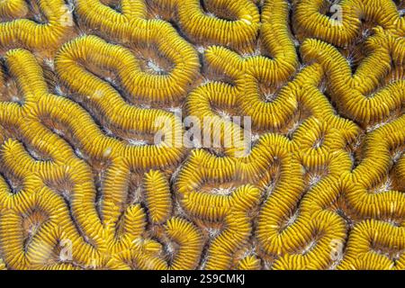 U-Boot-Details auf La Blanca Island, Veracruz Reef System, Mexiko Stockfoto