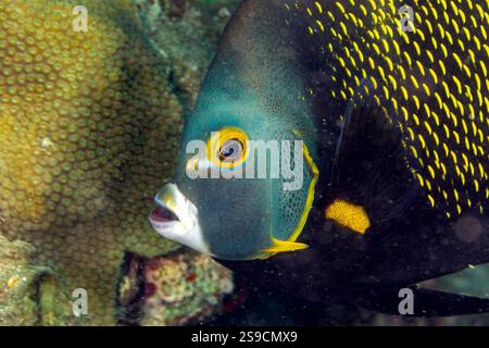 U-Boot-Details auf La Blanca Island, Veracruz Reef System, Mexiko Stockfoto
