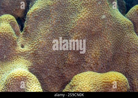 U-Boot-Details auf La Blanca Island, Veracruz Reef System, Mexiko Stockfoto