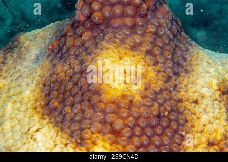 U-Boot-Details auf La Blanca Island, Veracruz Reef System, Mexiko Stockfoto