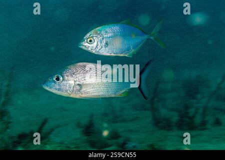 U-Boot-Details auf La Blanca Island, Veracruz Reef System, Mexiko Stockfoto