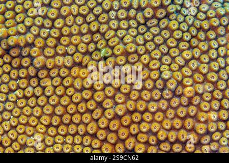 U-Boot-Details auf La Blanca Island, Veracruz Reef System, Mexiko Stockfoto