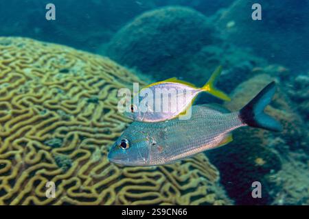 U-Boot-Details auf La Blanca Island, Veracruz Reef System, Mexiko Stockfoto