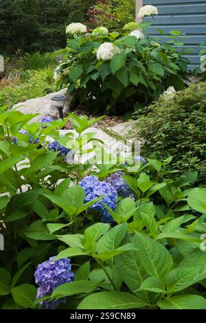 Malvenblühende Hortensie macrophylla „Endless Summer“ im Garten im Sommer, Quebec, Kanada. Dieses Bild ist Eigenschaft freigegeben. CUPR0246 Stockfoto