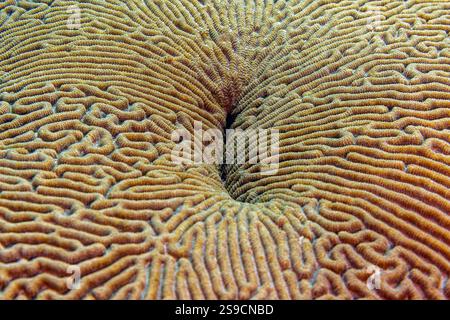 U-Boot-Details auf La Blanca Island, Veracruz Reef System, Mexiko Stockfoto