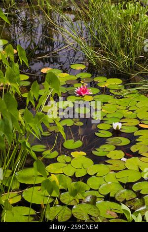 Teich mit Pondeteria Cordata - Pickerelkraut, weiße Nymphaea 'Gonnere' und rosa 'Attraktion' - Wasserlilien, Typha minima - Zwergkatzen im Hinterhof Stockfoto