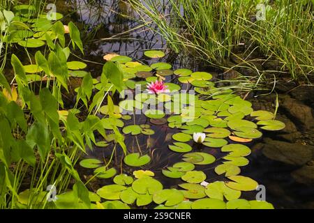 Teich mit Pondeteria Cordata - Pickerelkraut, weiße Nymphaea 'Gonnere' und rosa 'Attraktion' - Wasserlilien, Typha minima - Zwergkatzen im Hinterhof Stockfoto