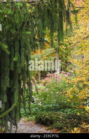 Picea abies 'Virgata' - Norwegische Fichte Zweige und rosa Anemone tomentosa - Windblumen, Hortensie paniculata 'Ruby' im Garten im Herbst Stockfoto