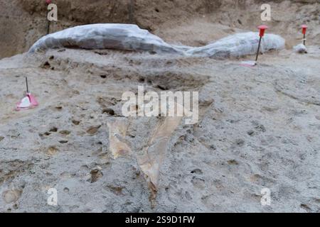 Riesiger freiliegender Fossilienstoßzähn eines Elefantenprimus, der ein Vorfahre des Mammuts im Rahmen einer Ausgrabung von Paläontologen in Italien ist Stockfoto