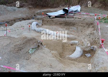 Riesiger freiliegender Fossilienstoßzähn eines Elefantenprimus, der ein Vorfahre des Mammuts im Rahmen einer Ausgrabung von Paläontologen in Italien ist Stockfoto