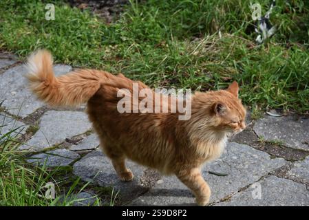 Flauschige weibliche Ginger Tabby Cat Stockfoto