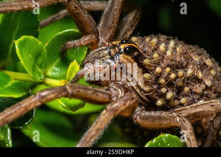 Eine tollwütige Wolfsspinne (rabidosa rabida) trägt Hunderte von Babys auf dem Rücken. Stockfoto