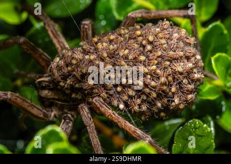 Blick auf die Hunderte von Spinnen auf dem Rücken der Mutter tollwütige Wolfsspinne (Rabidosa rabida). Stockfoto