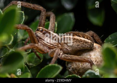 Eine tollwütige Wolfsspinne (rabidosa rabida) mit ihrem Eiersack unter dem Bauch. Stockfoto