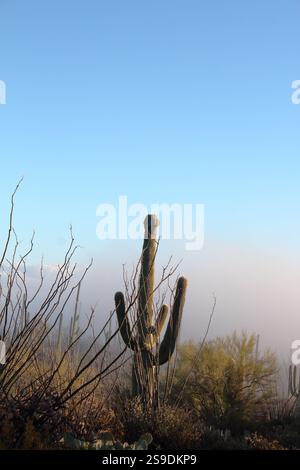 Wasson Peak Crested Saguaro Stockfoto