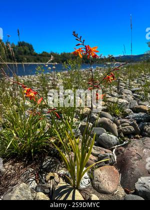 Lebendige Wildblumen wachsen zwischen Flussfelsen unter einem klaren blauen Himmel. Eine friedliche, natürliche Szene mit unberührter Wildnis und Artenvielfalt Stockfoto