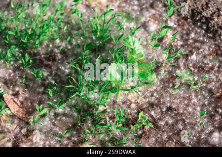 Grünes Gras und kleine Pflanzen, die auf dem Boden wachsen und mit einer weißen Pappelflaume bedeckt sind. Leuchtendes grünes Gras und der flauschige weiße popl Stockfoto