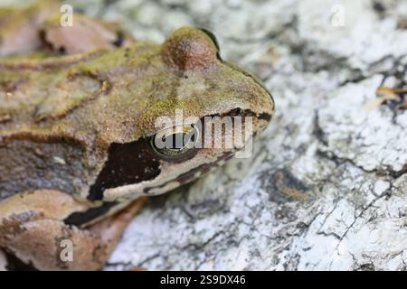 Rana temporaria, auch bekannt als Europäischer Braunfrosch Stockfoto