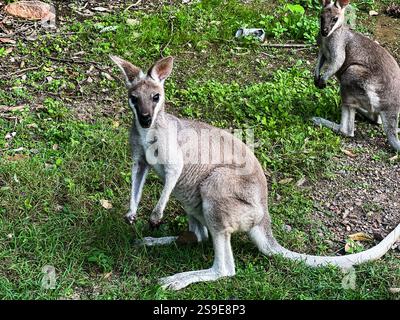 Nahaufnahme von Wallaby vor dem Gras Stockfoto