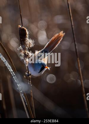 Bärtige Reedling-Eleganz im Spotlight der Natur Stockfoto