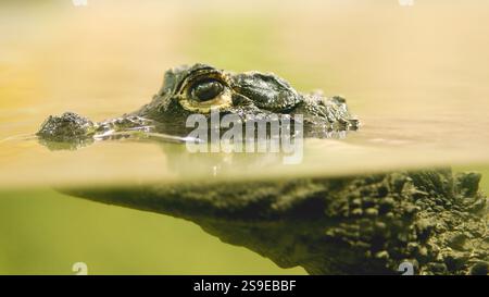 Krokodil schwimmen im Wasser, Nahaufnahme von Auge und Schnauze Stockfoto