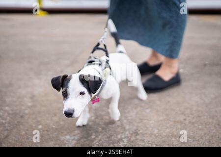 Ein Jack Russell Terrier Welpe zieht hart an der Leine, während er auf der Hafenbrücke läuft. Jack russel Terrier zieht bei einem Spaziergang die Leine nach vorne. Stockfoto