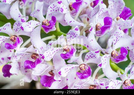 Detailansicht der blühenden weißen und lila rosa Blütensträhne von Rhynchostylis gigantea epiphytischen tropischen Orchideenarten Stockfoto