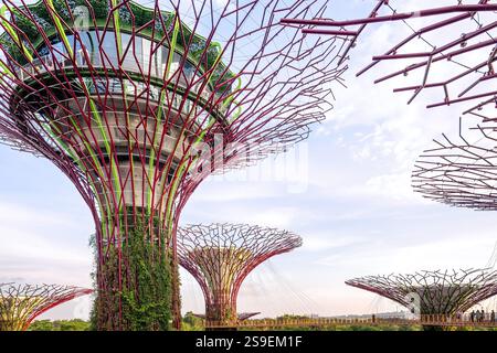 Singapur, Supertree Grove und Skywalk, Gardens by the Bay, berühmtes Touristenziel, tagsüber Stockfoto