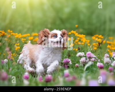 kavalierkönig charles, der in der Natur wohnt, in einem Garten Stockfoto