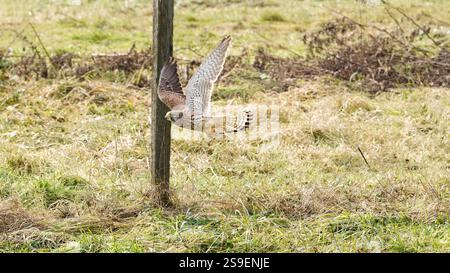 Kestrel fliegt in der Nähe von Wooden Post in einem natürlichen Grünland Habitat Stockfoto