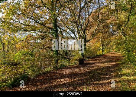 Herbstfarben: Von Bäumen gesäumter Blick auf die Rolle Road Fußweg neben dem River Torridge, Stätte des viktorianischen Rolle Canal mit Baumschatten auf gefallenen Blättern. Stockfoto