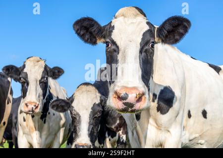 Milchkühe, die zusammen neugierig auf die Kamera schauen, großen Kopf und große Nase und blauer Hintergrund Stockfoto