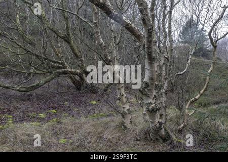 Birkenstämme (Betula pendula), Amrum, Schleswig-Holstein, Deutschland, Europa Stockfoto