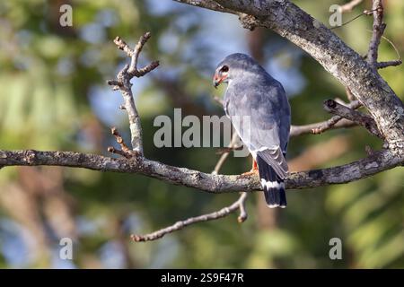 Kuckuckfalke, Barred Hawk (Kaupifalco monogrammicus), Throated Barred Hawk, Stechstelle, Marakissa Und Umgebung, Marakissa, South Bank, Gambia, Afrika Stockfoto
