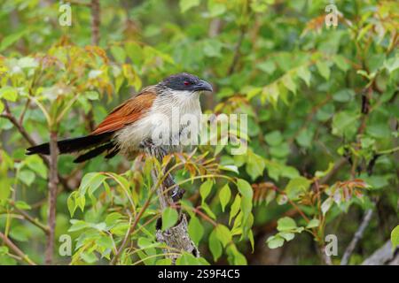 Tiputip, Weißbrauen-Coucal, (Burchells Coucal), Centropus superciliosus burchelli, Weißbrauen-Spitzflügelkuckuck, Tiere, Vögel, iSimangaliso nass Stockfoto