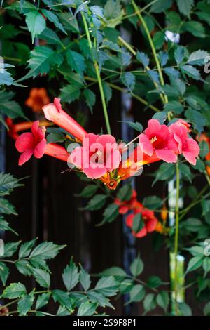 Campsis (Trompetenkriecher, Trompetenrebe) Blütenblüte. Sommergarten Stockfoto