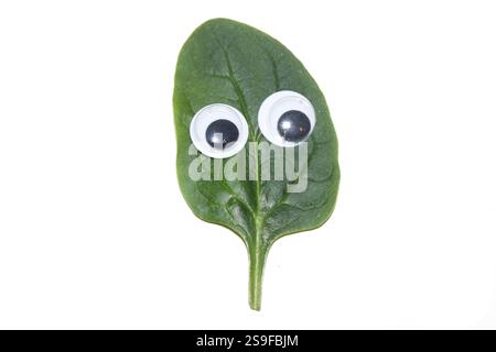 Nahaufnahme eines Spinatblattes mit einer lustigen Zeichentrickaugenfigur Stockfoto