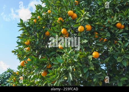 Üppiger Orangenbaum gefüllt mit Reifen Orangen vor einem hellblauen Himmel. Stockfoto