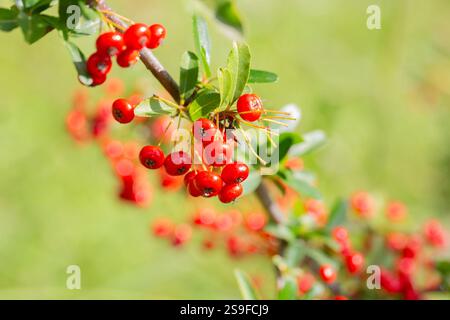 Nahaufnahme eines Fruchtstrauchs namens Pyracantha coccinea. Feuerdornbeeren, rosaceae immergrüner Sträucher. Hundeapfel, Porzellan, Scharlach, europäische Spezies Stockfoto