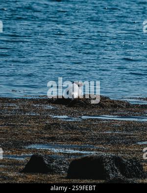 Seehunde ruhen auf Meeresalgen-bedeckten Felsen am Ytri Tunga Beach, Snaefellsnes, West Island Stockfoto